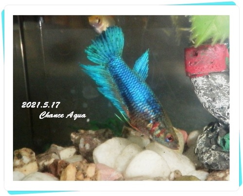 2021.5.17CA-Betta-marin