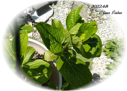2022.4.8CG-Aji-h2