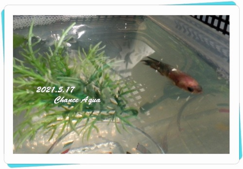 2021.5.17CA-Betta.K