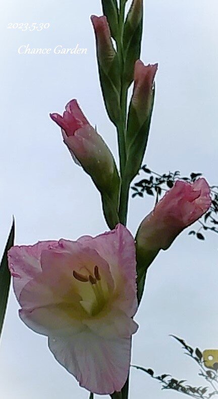 20230530CG (3)