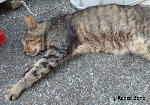 20260825kanea (5)