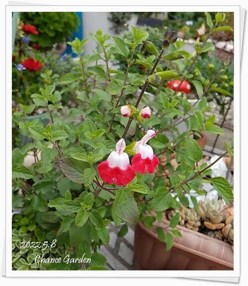 花言葉に想いをはせて 天まで届け この想い チャンスの輪 Byチャンス企画