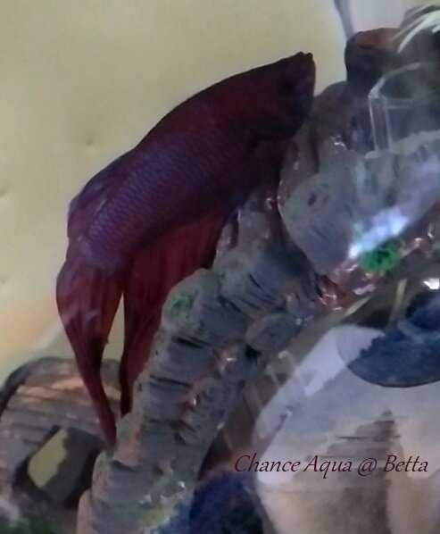 20230814CA-Betta (5)