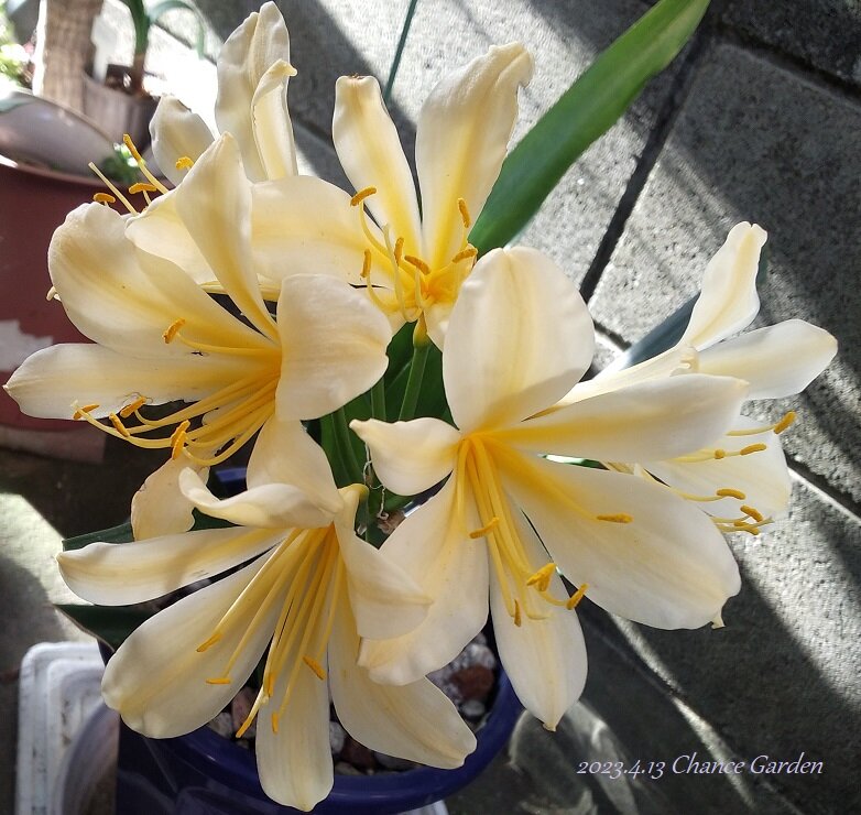 君子蘭（クンシラン）」のつぼみ発見！！＠チャンスガーデン