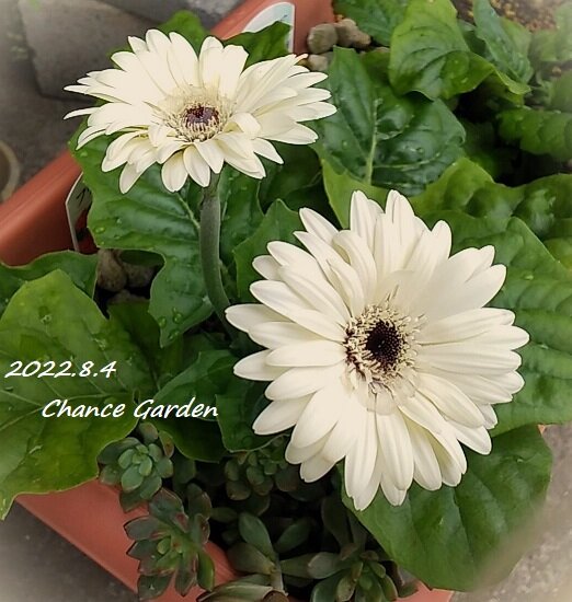 ガーベラ ミニバラ ミニサボテンの花 雨の日チャンスガーデン チャンスの輪 Byチャンス企画