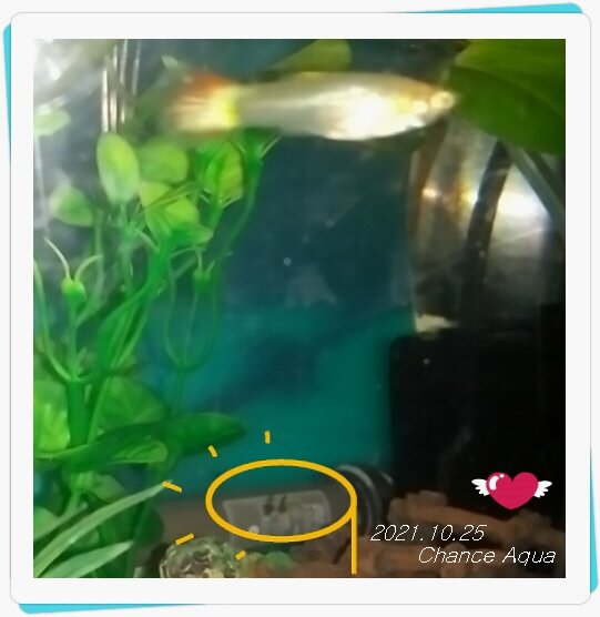 なんと ビックリ グッピーbabyが産まれてた チャンスアクア チャンスの輪 Byチャンス企画
