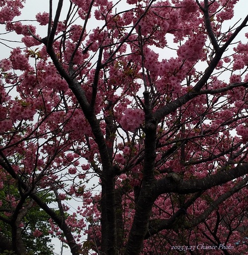 20230323-shisakura (6)