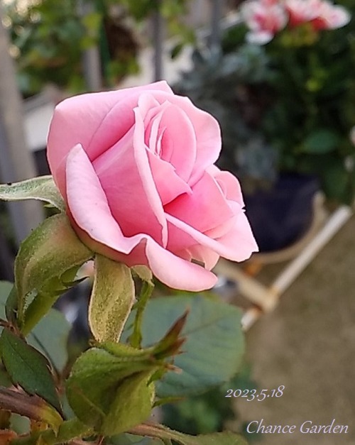 20230518CG (1)