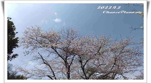 2022.4.2Sakura (29)