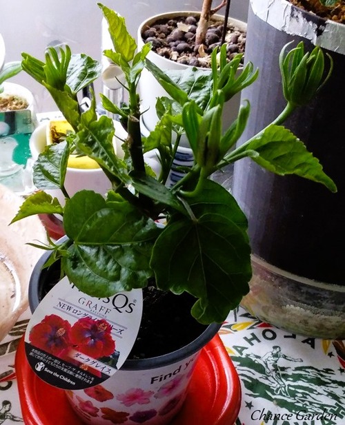 20240622CG-¥À¡¼¥¯¥°¥ì¥¤¥¹ (2)