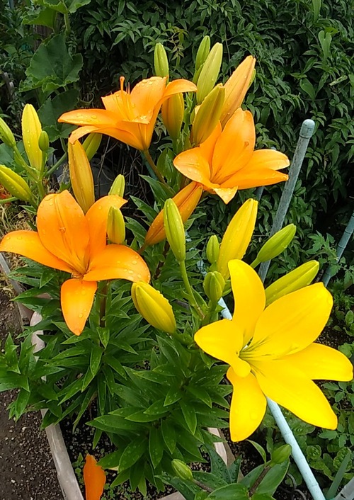 20260607DGG (2)