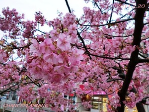 2011.2.20-»°±º³¤´ß±ØÁ°