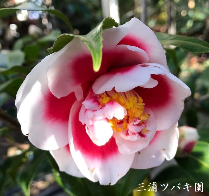 三浦ツバキ園 三浦市 チャンスの輪 Byチャンス企画