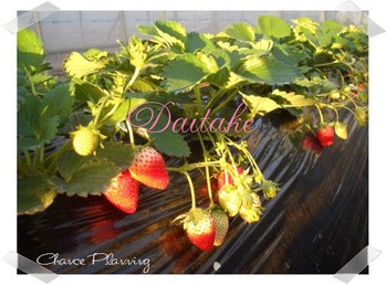 blog-daitake2
