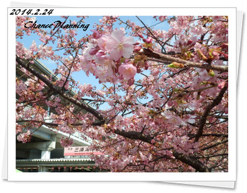 sakura2