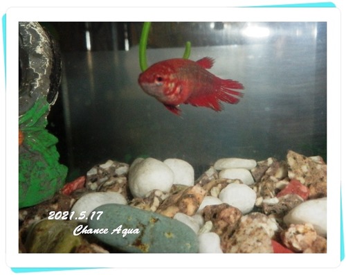 2021.5.17CA-Betta-beni