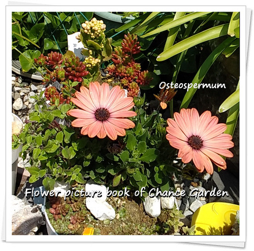 CG-osteospermum-or