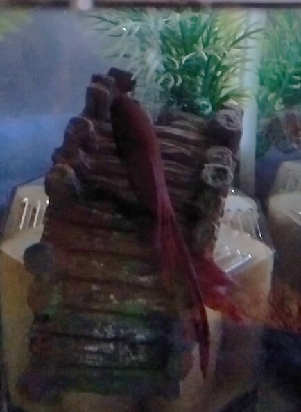 20230814CA-Betta (2)