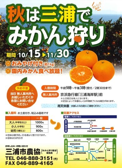 M-mikan