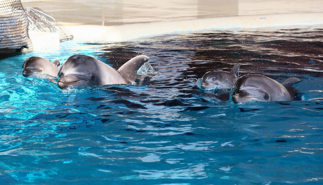 市立しものせき水族館 海響館 バンドウイルカの赤ちゃんが誕生しました バンドウイルカの赤ちゃんたちの愛称募集 スナメリの子供の愛称投票を行います ふくジバ速報