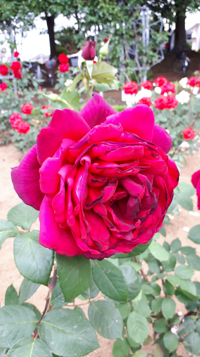 20190518_153739
