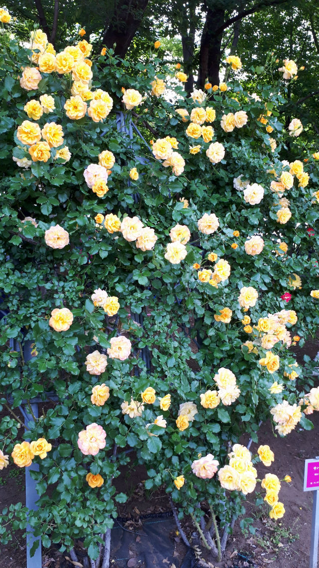 20190518_150109