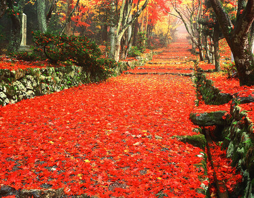 関西の紅葉スポット特集 チャネルツアー阪南交通社オフィシャルブログ 旅のびっくり箱 関西の紅葉スポット特集 チャネルツアー阪南交通社オフィシャルブログ 旅のびっくり箱