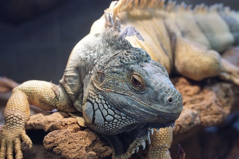 lizard-863520_1920