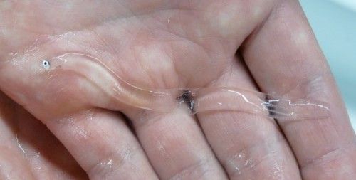 珍しい透明な魚 Chaos0000のblog 珍しい透明な魚 Chaos0000のblog