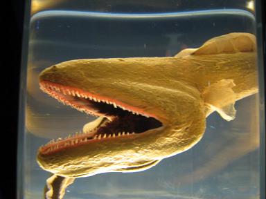 エイリアン展に行って来たお Cry Havoc And Let Slip The Dogs Of War