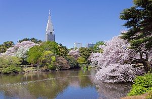 300px-Shinjuku_Gyoen_National_Garden_-_sakura_3