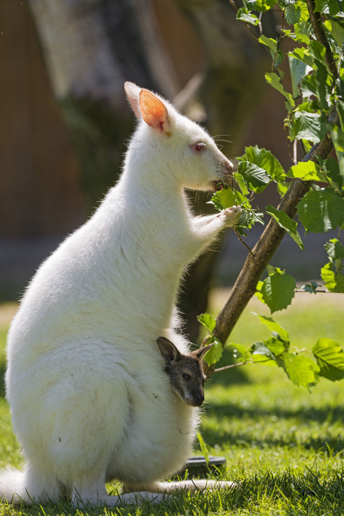 アルビノ 突然 変異 動物 Allis アルビノ 突然 変異 動物 Allis