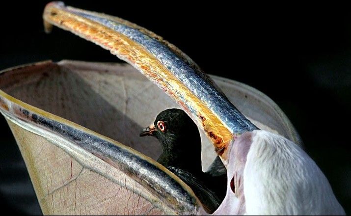 ペリカンの食性 カオスデイリー