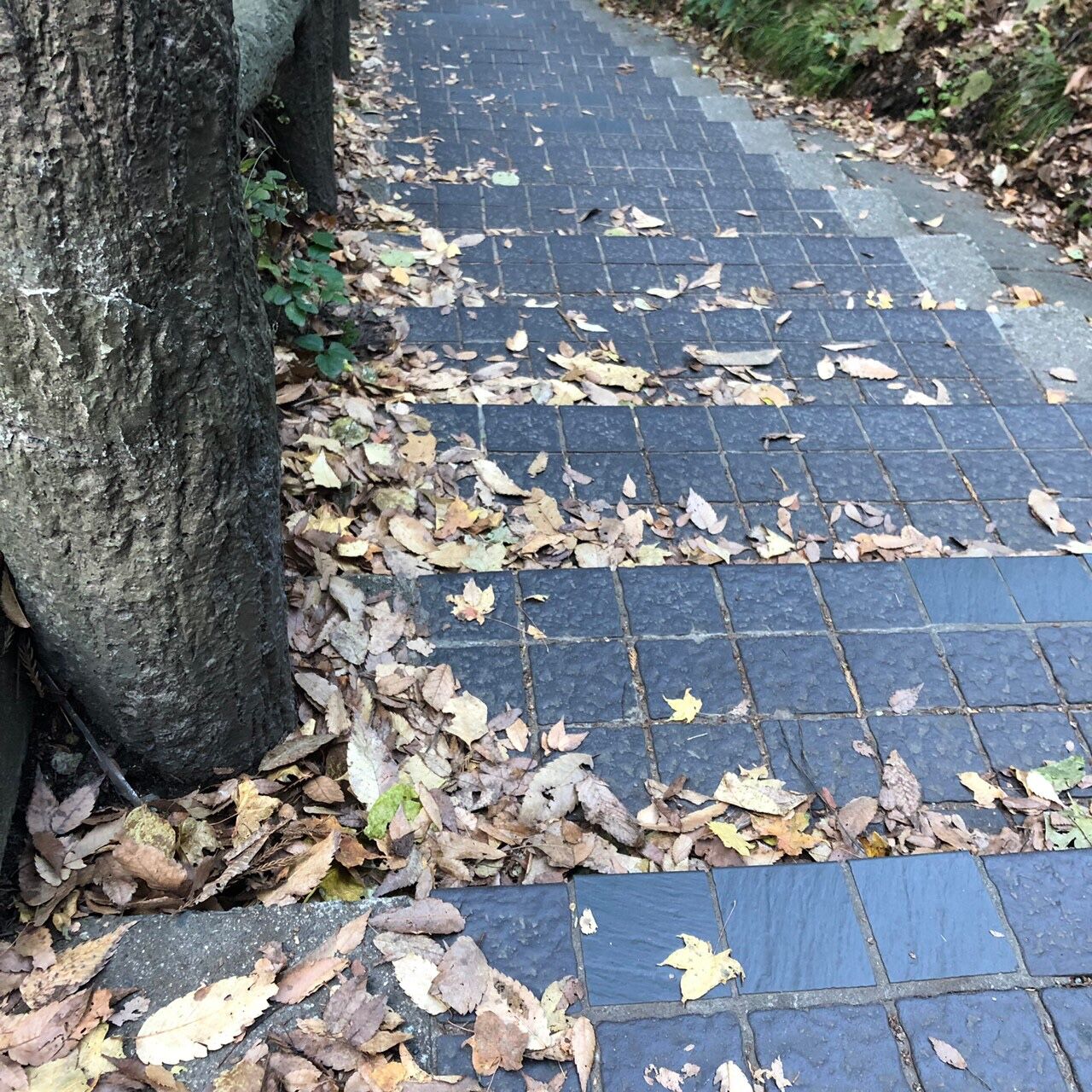 枯葉 のことなど 天晴鈍ぞ孤の日めくり令和