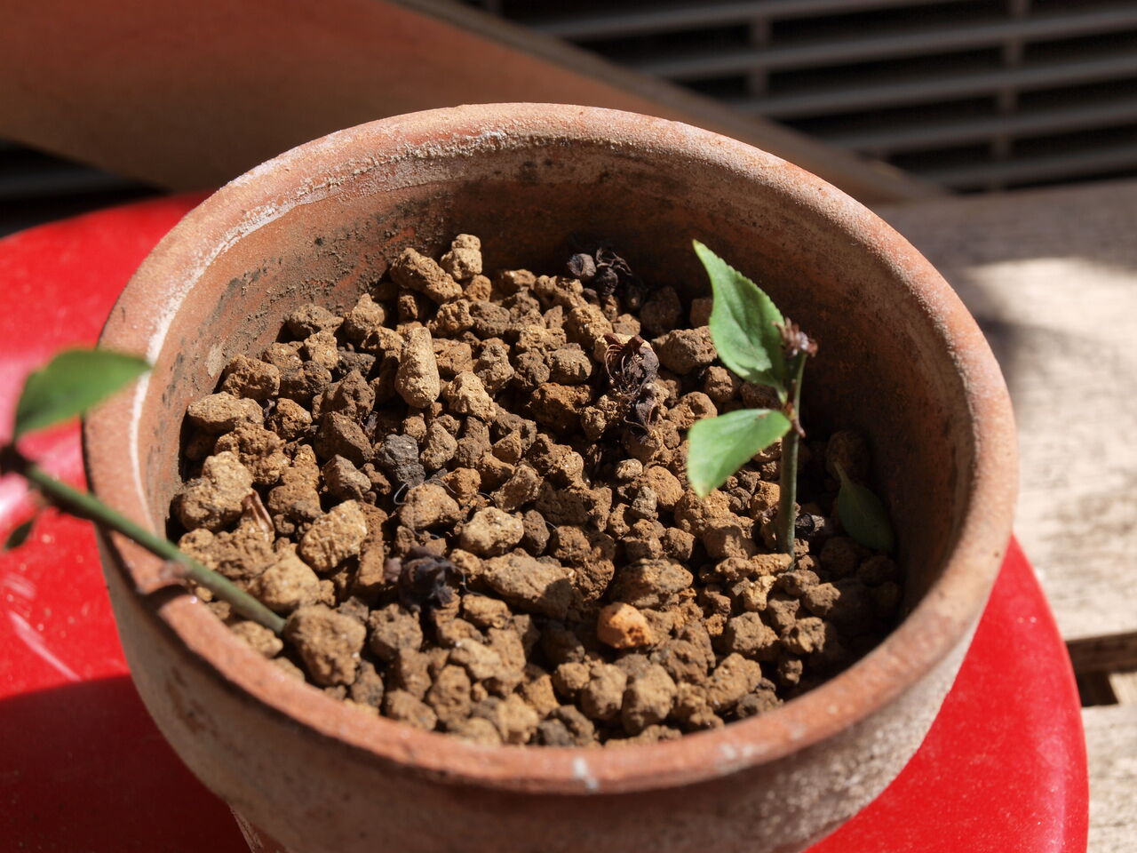 挿木 のことなど 天晴鈍ぞ孤の日めくり令和