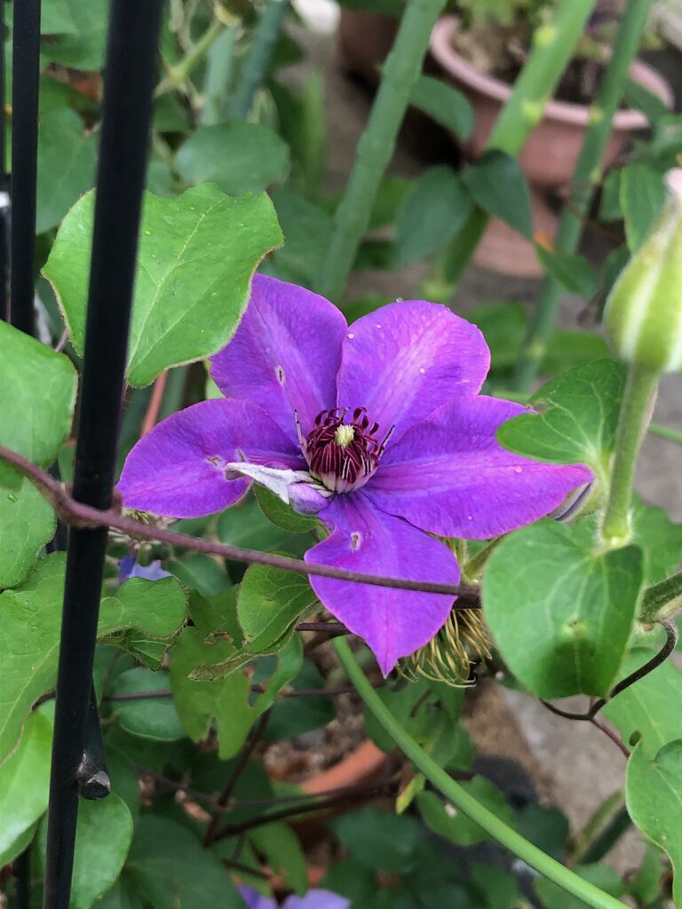 鉄線花 のことなど 天晴鈍ぞ孤の日めくり令和 鉄線花 のことなど 天晴鈍ぞ孤の日めくり令和
