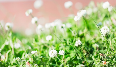 シロツメクサの花言葉は復讐