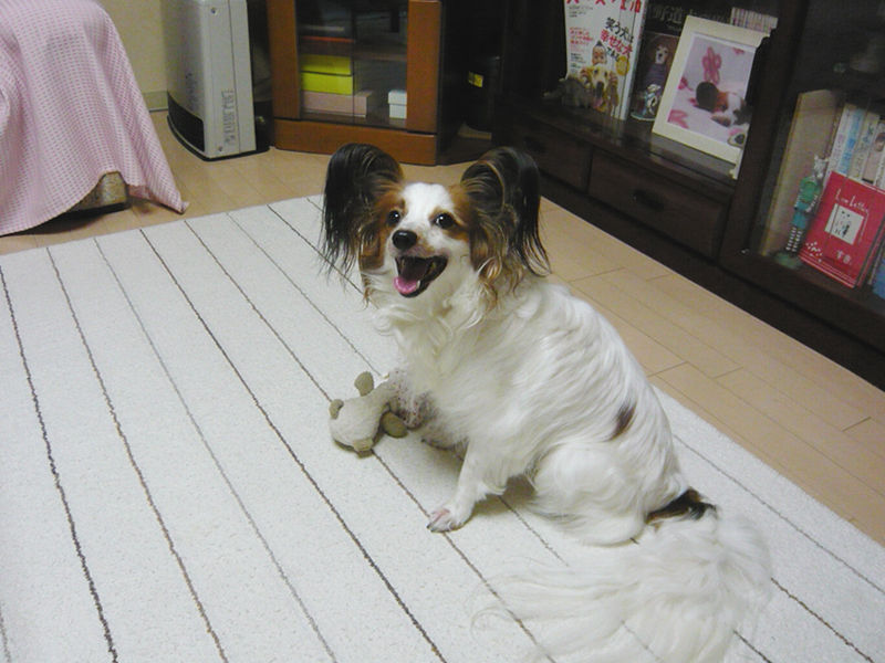 グゥグゥいう犬 チャピログ グゥグゥいう犬 チャピログ