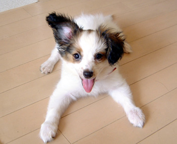 ファレン チャピログ