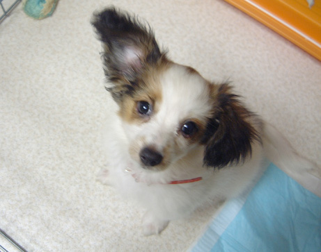 ファレン チャピログ