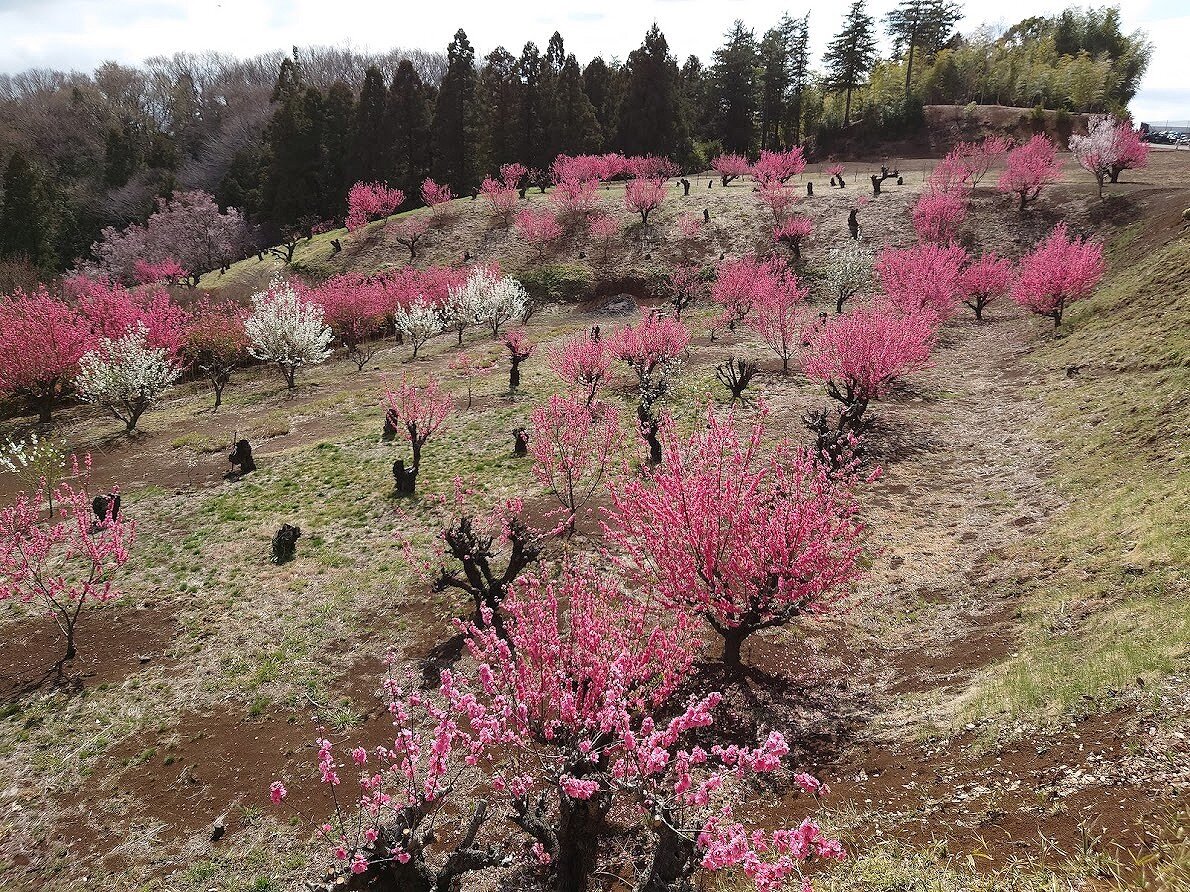 近所の花桃の丘22 速報版 ちゃっぷの温泉 ハイキングブログ
