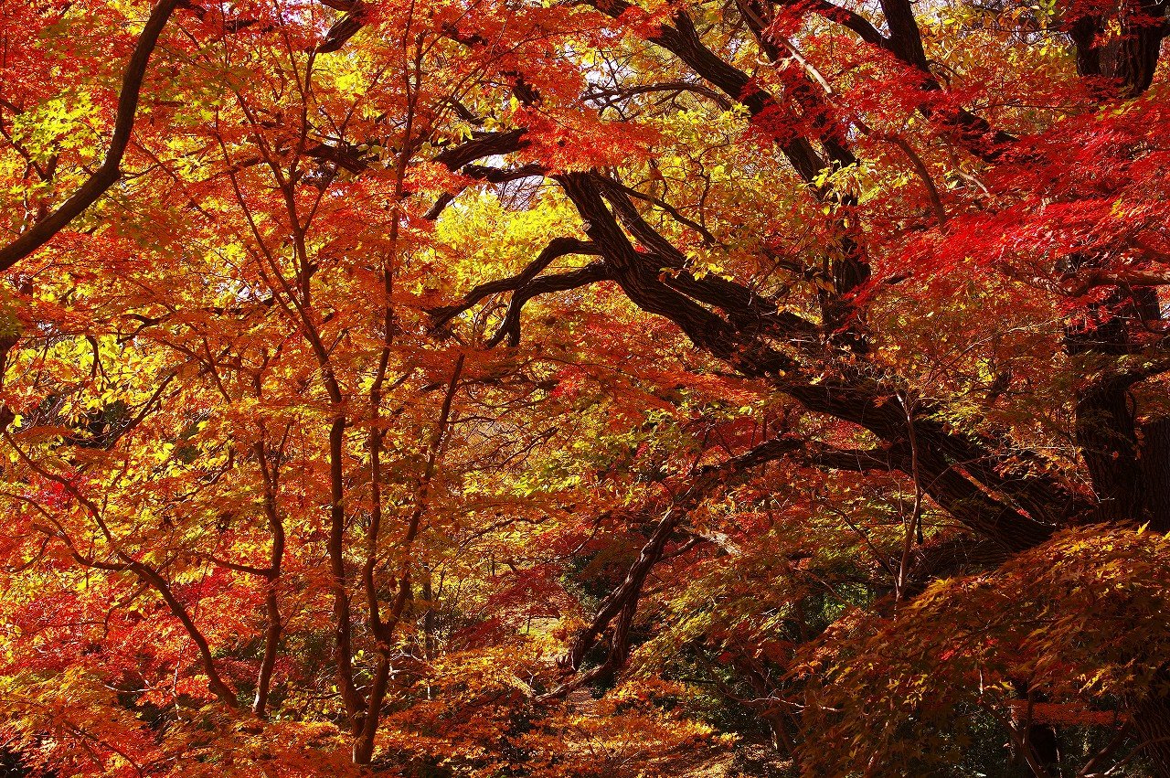 等々力渓谷 ２ 等々力不動尊 紅葉の九品仏浄真寺 等々力渓谷ツアー２０１７ ちゃっぷの温泉 ハイキングブログ