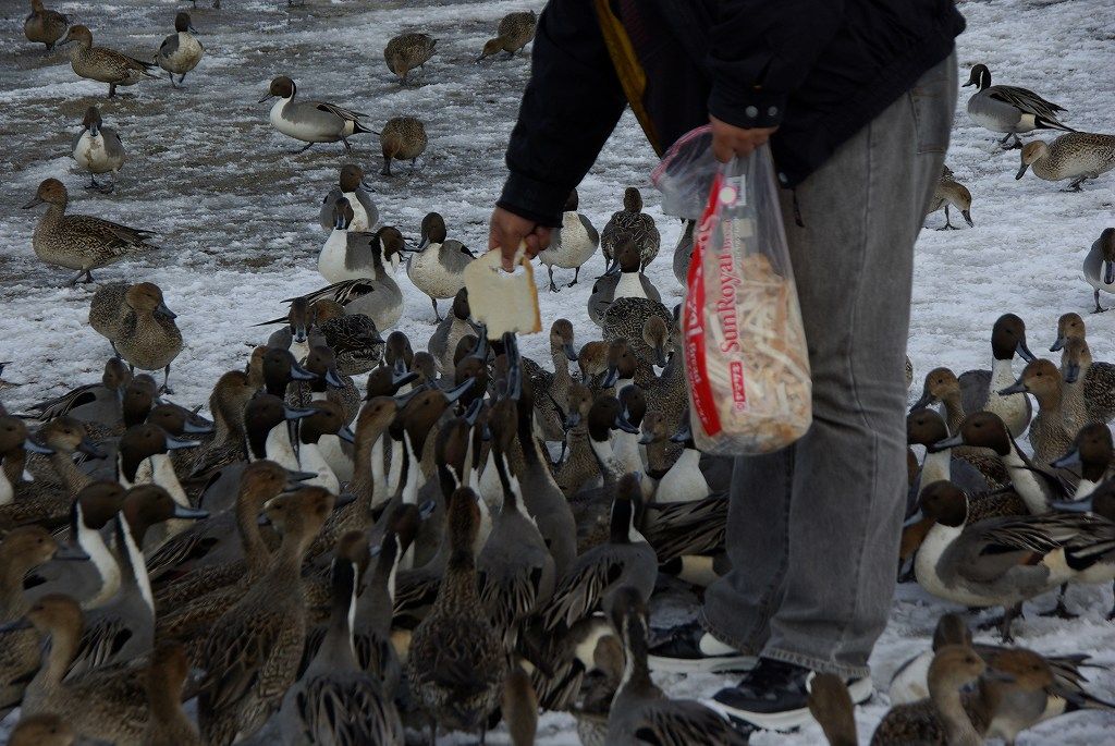 あぶくま親水公園のカモと白鳥 福島へ ６ ちゃっぷの温泉 ハイキングブログ