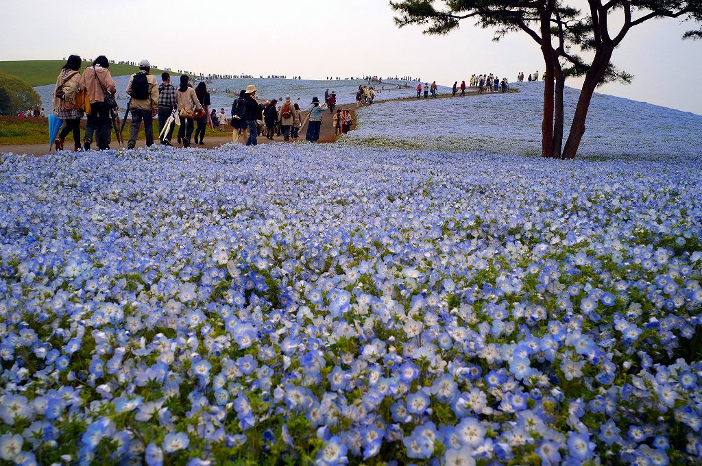 ひたち海浜公園ネモフィラ 五浦温泉 矢祭山つつじ 甲子温泉 館林つつじが岡公園 ダイジェスト版 ちゃっぷの温泉 ハイキングブログ