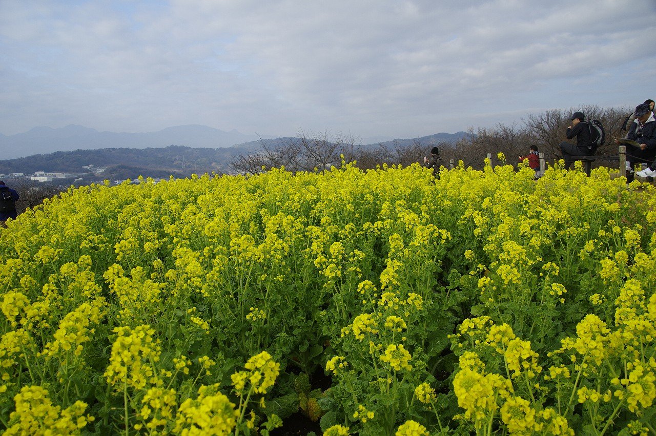 吾妻山公園の菜の花２０１８ 神奈川の二宮町へ 速報版 ちゃっぷの温泉 ハイキングブログ