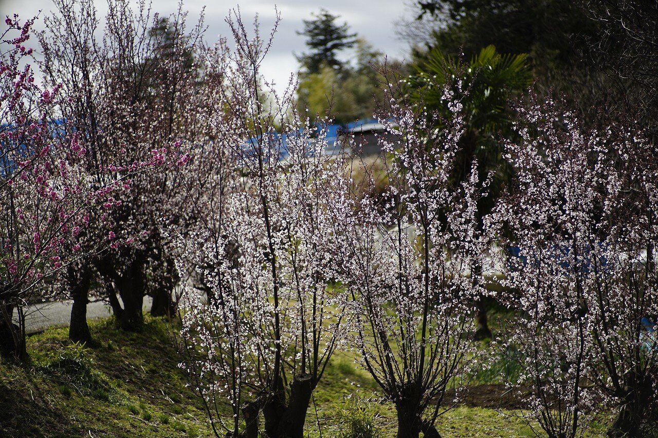 近所の花桃の丘22 ちゃっぷの温泉 ハイキングブログ