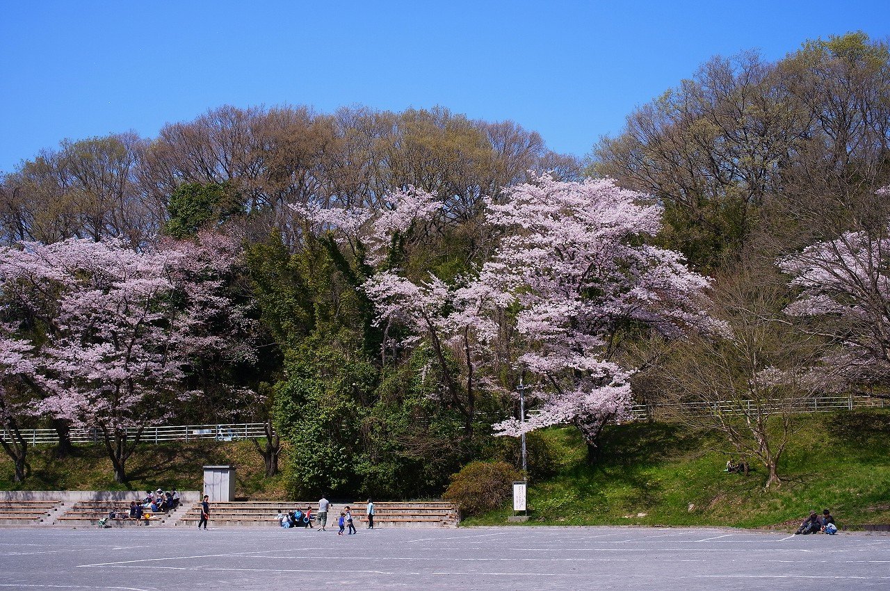 こどもの国の桜２０１８ その３ 牧場周辺 神奈川 ちゃっぷの温泉 ハイキングブログ