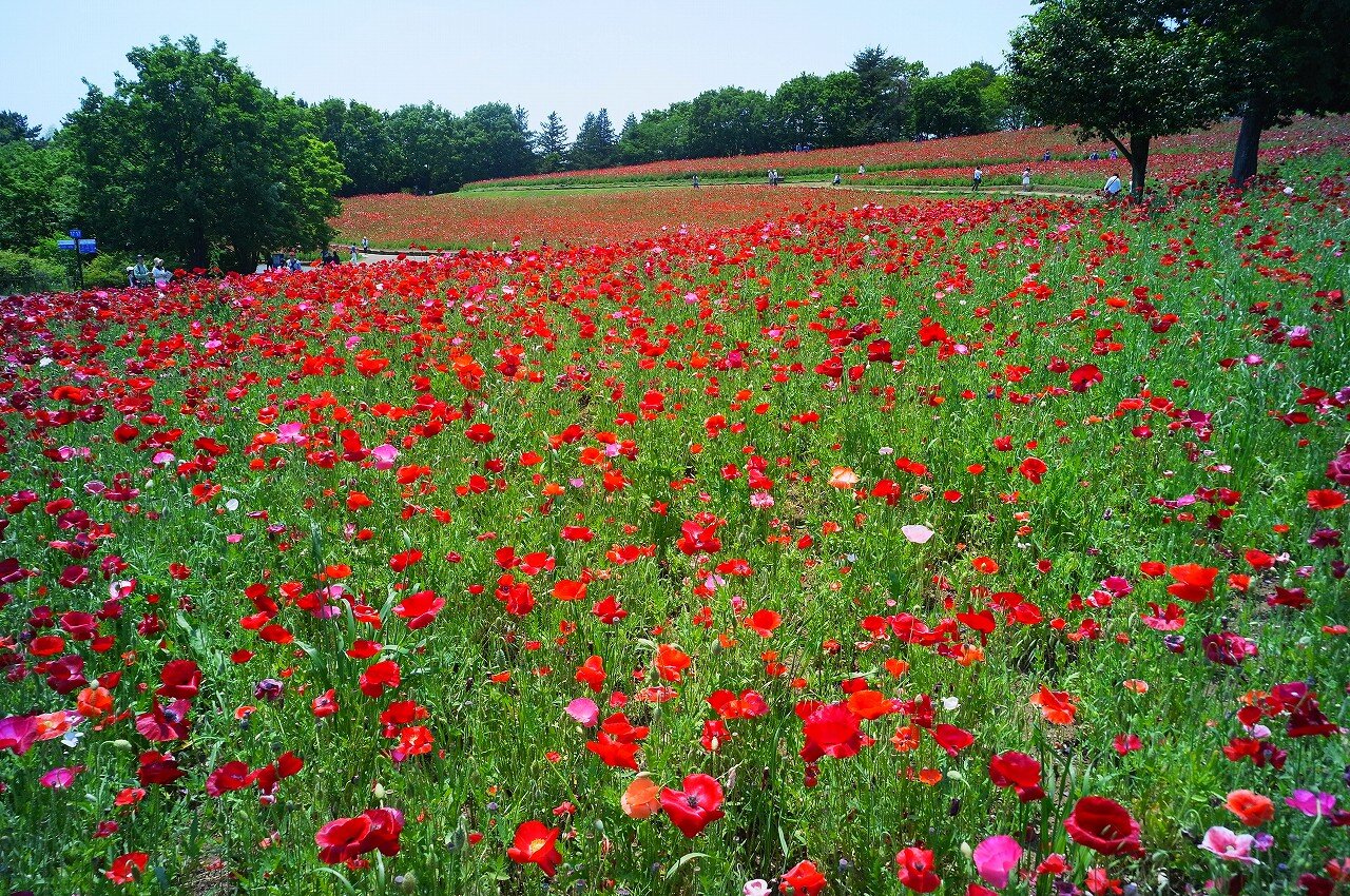 国営昭和記念公園 フラワーフェスティバル2016 6 花の丘のシャーレーポピー ちゃっぷの温泉 ハイキングブログ 国営昭和記念公園 フラワーフェスティバル2016 6 花の丘のシャーレーポピー ちゃっぷの温泉 ハイキングブログ