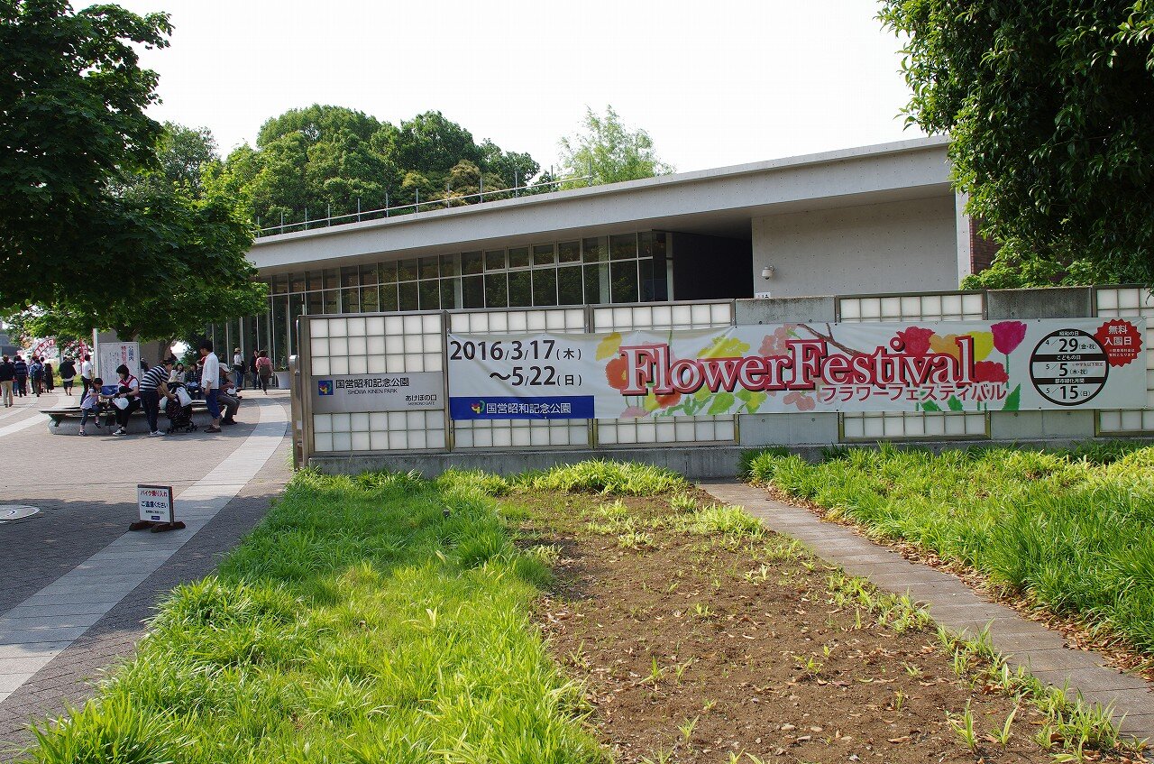 国営昭和記念公園 フラワーフェスティバル2016 5 花の丘のシャーレーポピー ちゃっぷの温泉 ハイキングブログ 国営昭和記念公園 フラワーフェスティバル2016 5 花の丘のシャーレーポピー ちゃっぷの温泉 ハイキングブログ