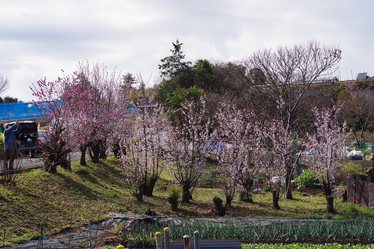 近所の花桃の丘22 ちゃっぷの温泉 ハイキングブログ